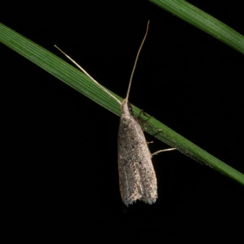 Lecithocera (genus)