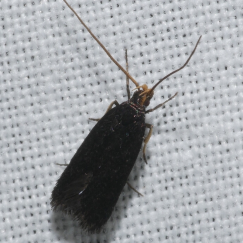 Lecithocera (genus)