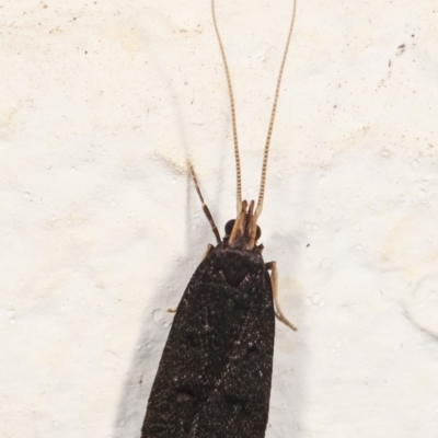 Lecithocera terrigena