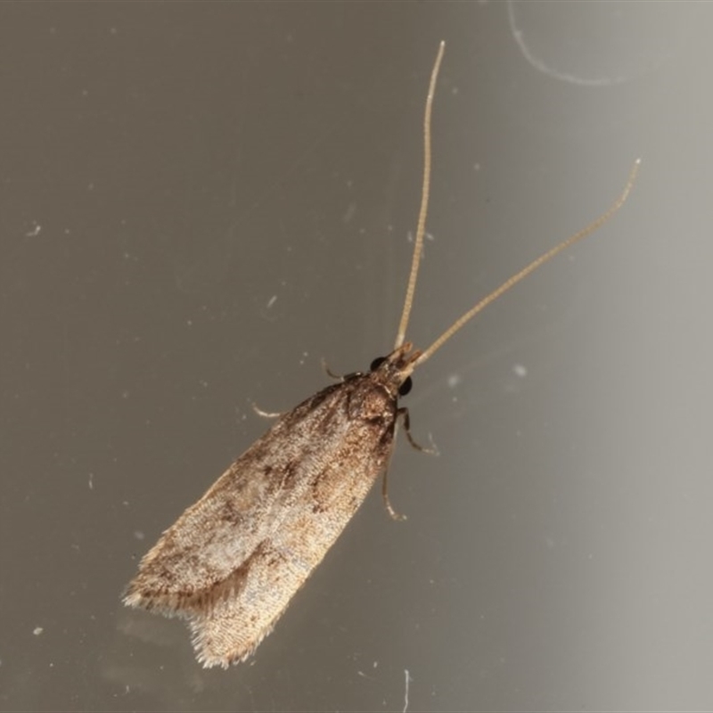 Lecithocera undescribed species nr terrigena