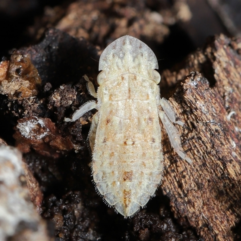 Ledromorpha planirostris