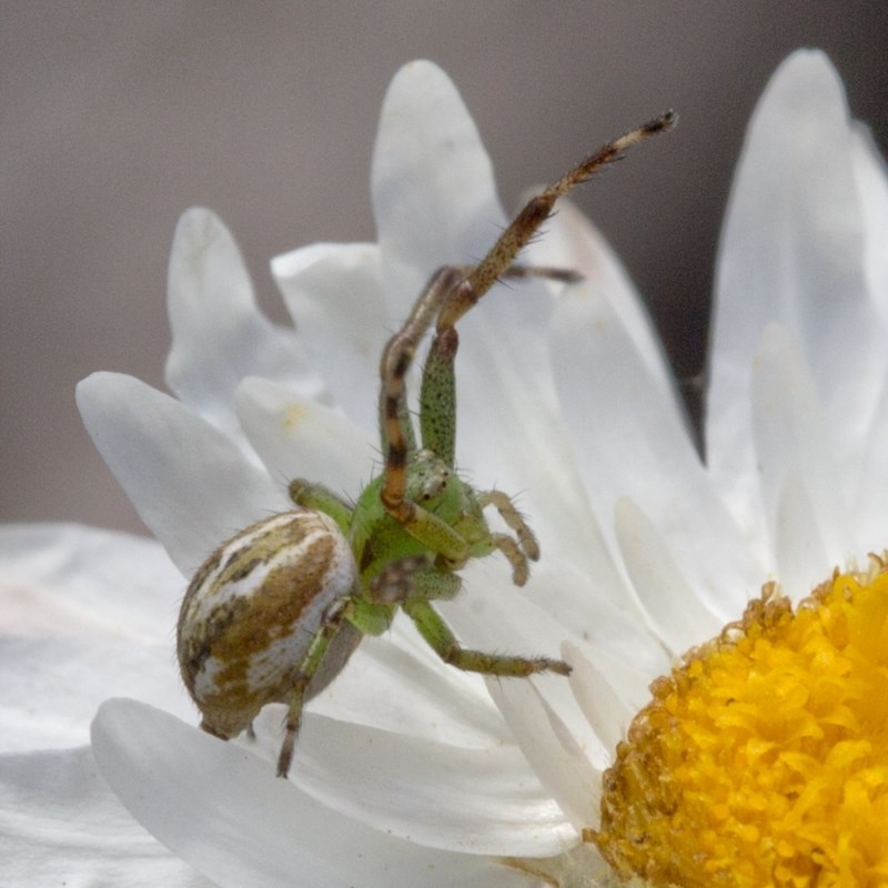 Lehtinelagia sp. (genus)