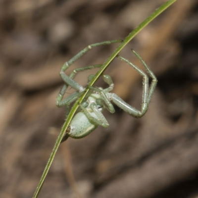 Lehtinelagia sp. (genus)