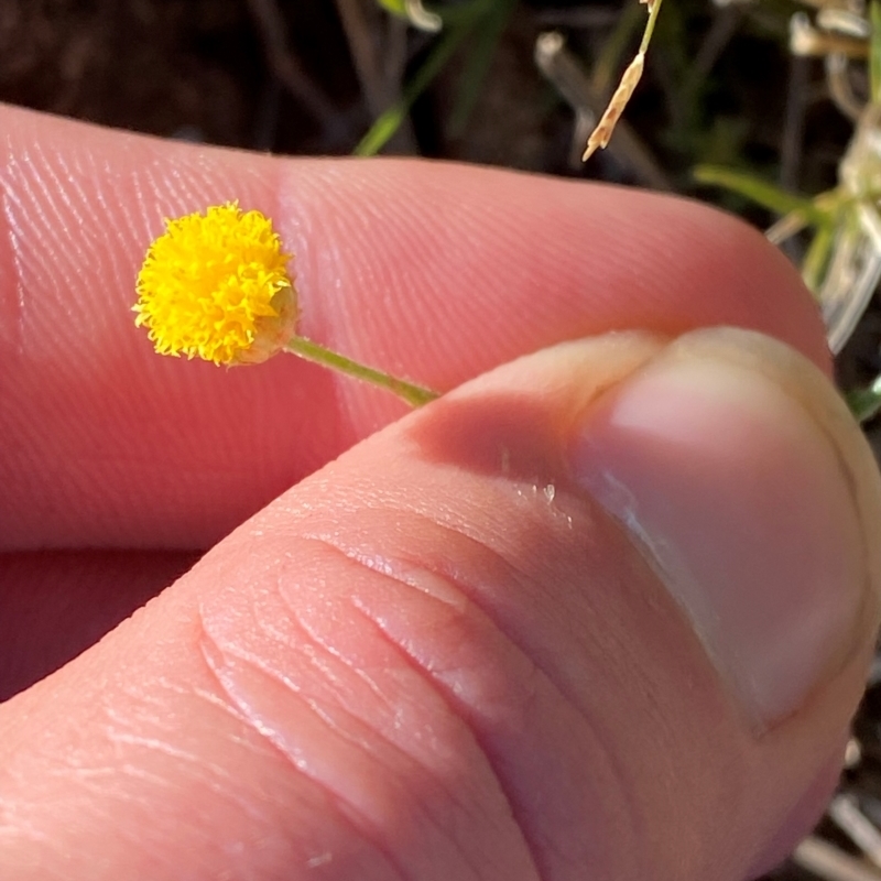 Leiocarpa semicalva subsp. semicalva