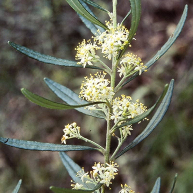 Leionema dentatum