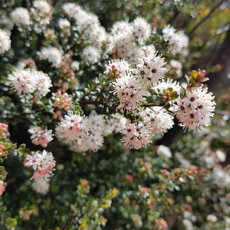 Leionema lamprophyllum subsp. obovatum