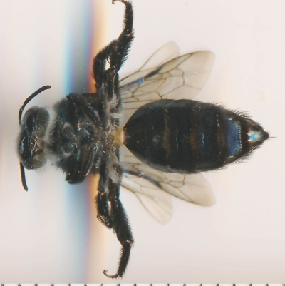 Leioproctus (Lamprocolletes) chalybeatus