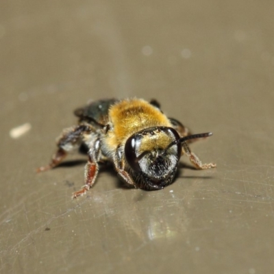 Leioproctus (Leioproctus) amabilis