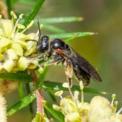 Leioproctus (Leioproctus) launcestonensis