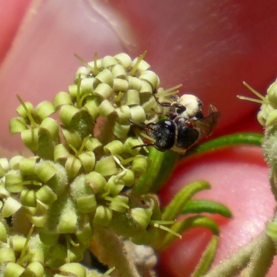 Leioproctus (Leioproctus) launcestonensis