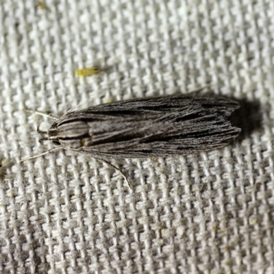 Leistarcha scitissimella