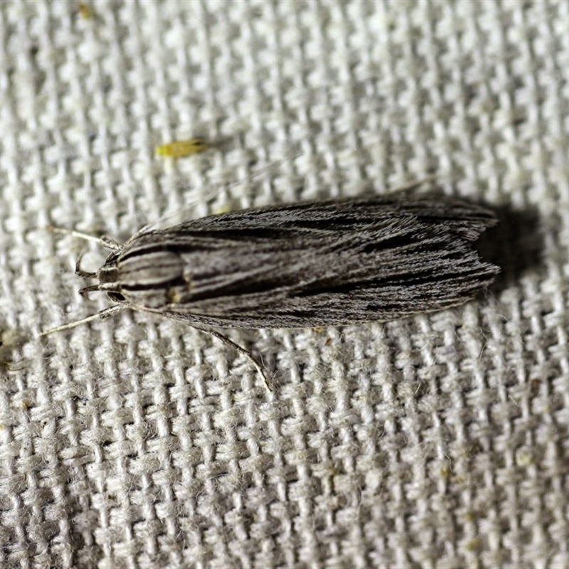 Leistarcha scitissimella