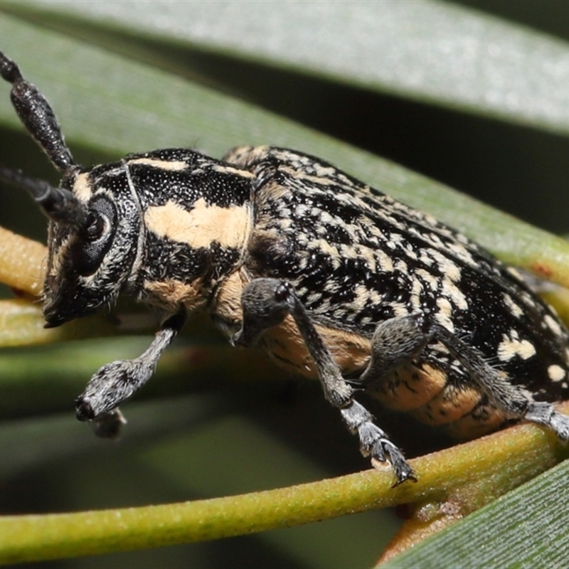 Ancita crocogaster