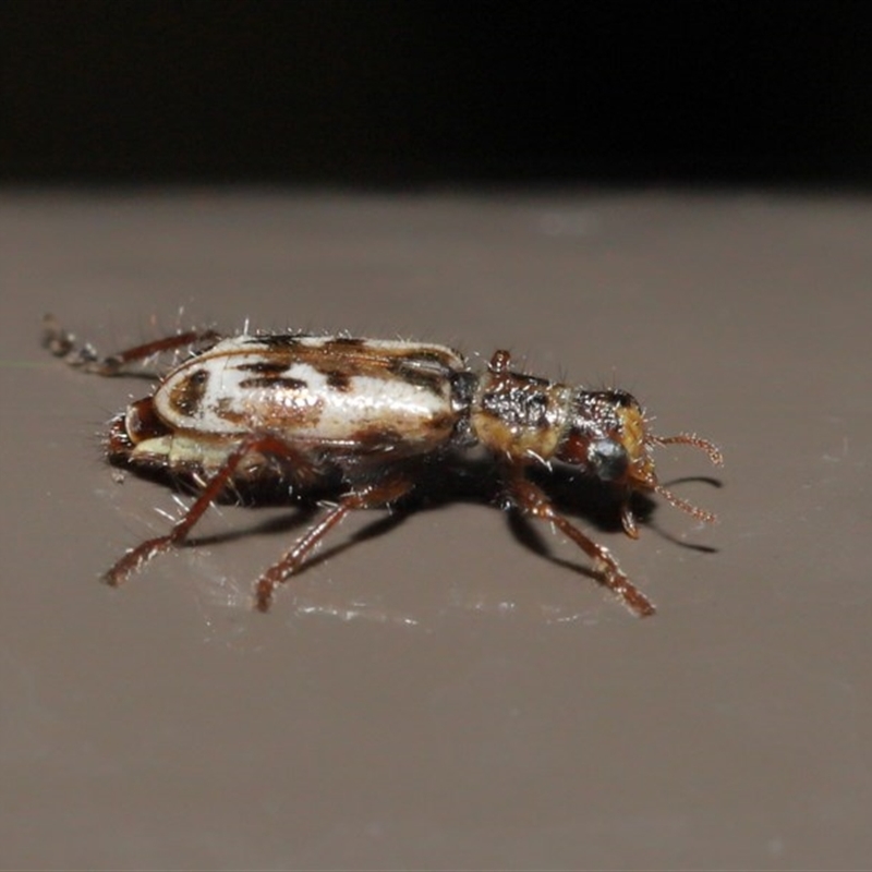 Lemidia cicatricosa