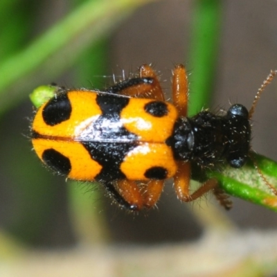 Lemidia sp. (genus)