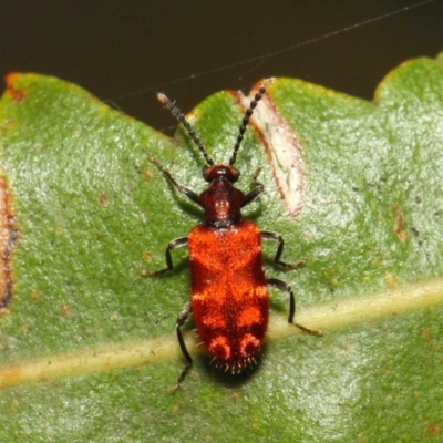 Lemodes coccinea