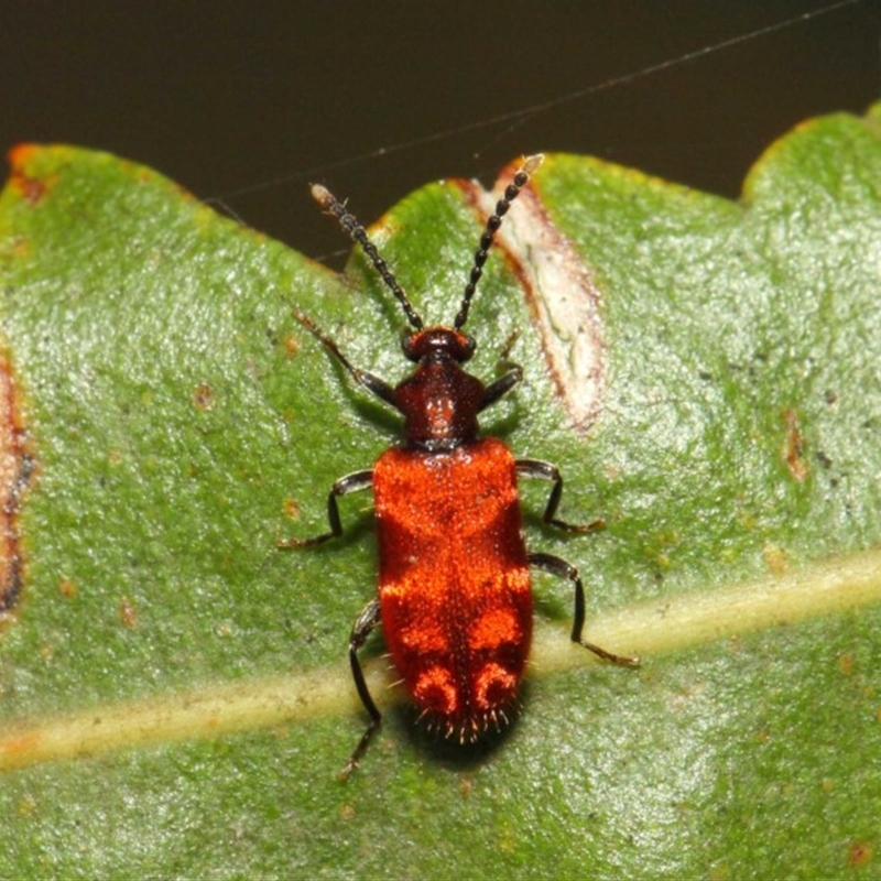 Lemodes coccinea