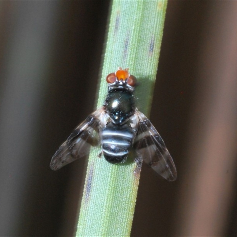 Lenophila achilles