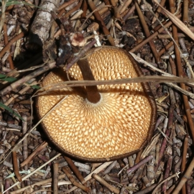 Lentinus arcularius