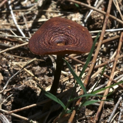 Lentinus arcularius