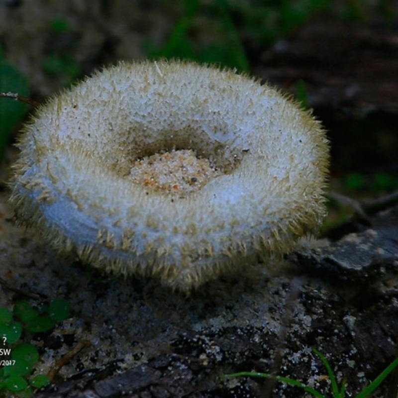 Lentinus fasciatus