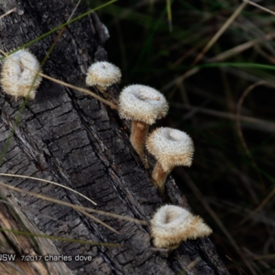 Lentinus fasciatus