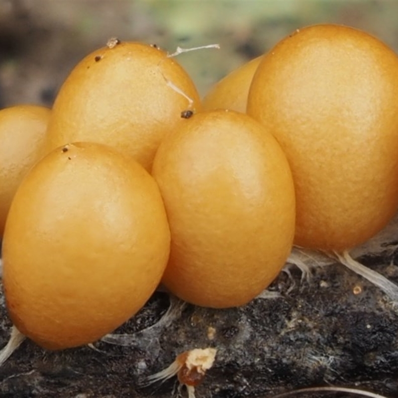 Leocarpus fragilis