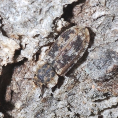 Leperina sp. (genus)