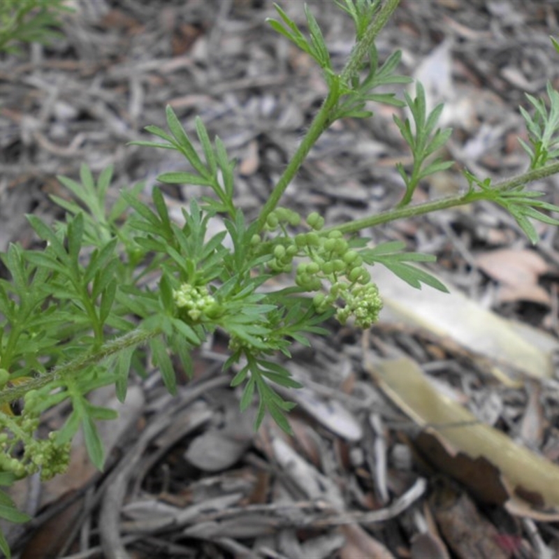 Lepidium didymum