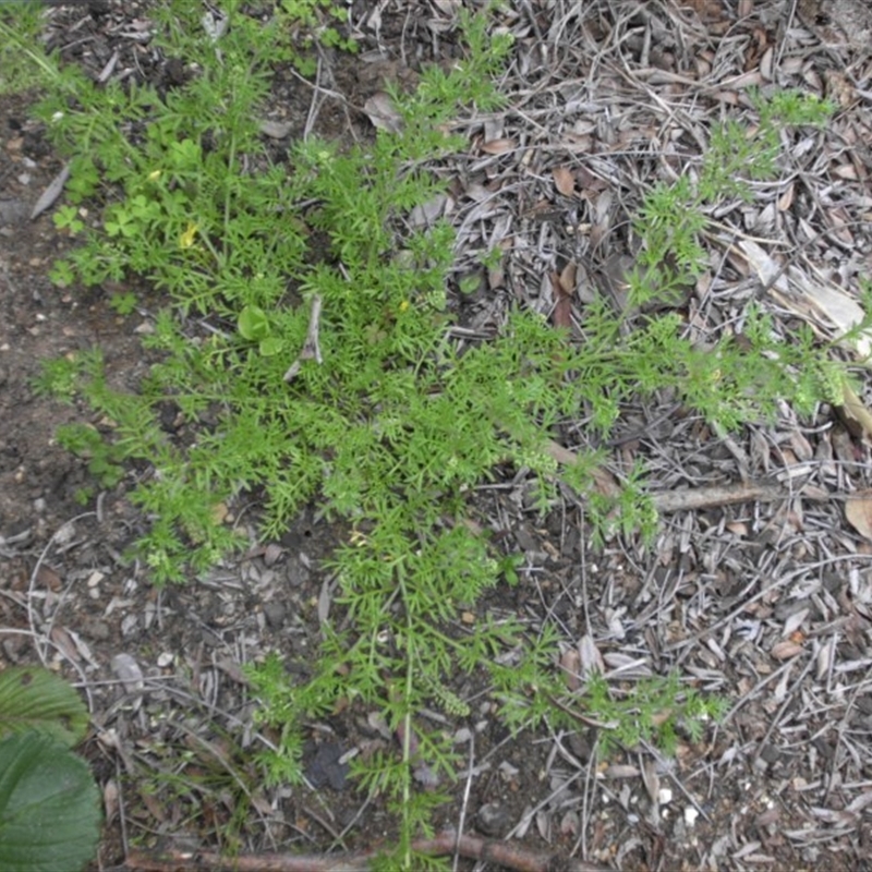 Lepidium didymum