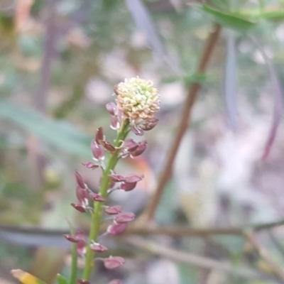 Lepidium hyssopifolium