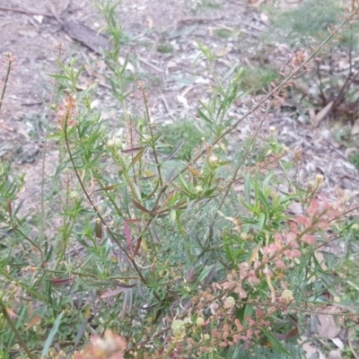 Lepidium hyssopifolium