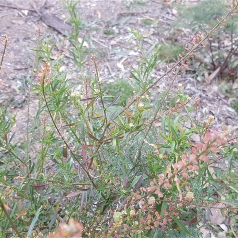 Lepidium hyssopifolium