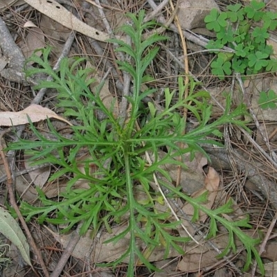 Lepidium pseudotasmanicum