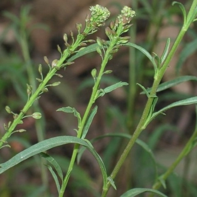 Lepidium pseudotasmanicum