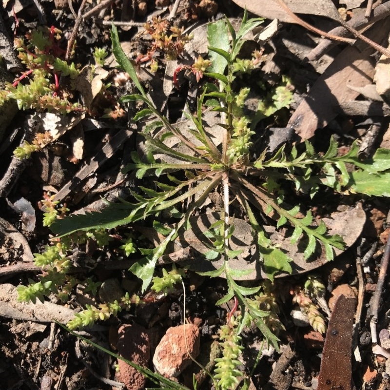 Lepidium sp.