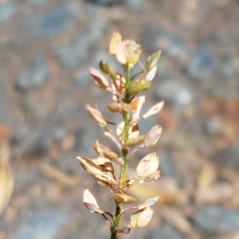 Lepidium sp.