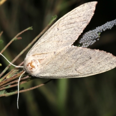 Lepidoptera unclassified ADULT moth