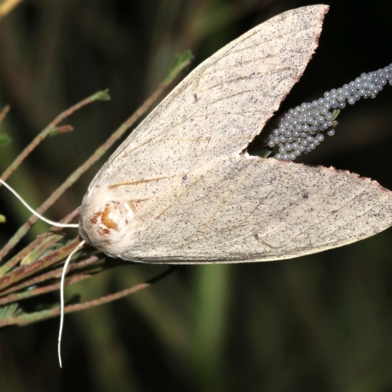 Lepidoptera unclassified ADULT moth