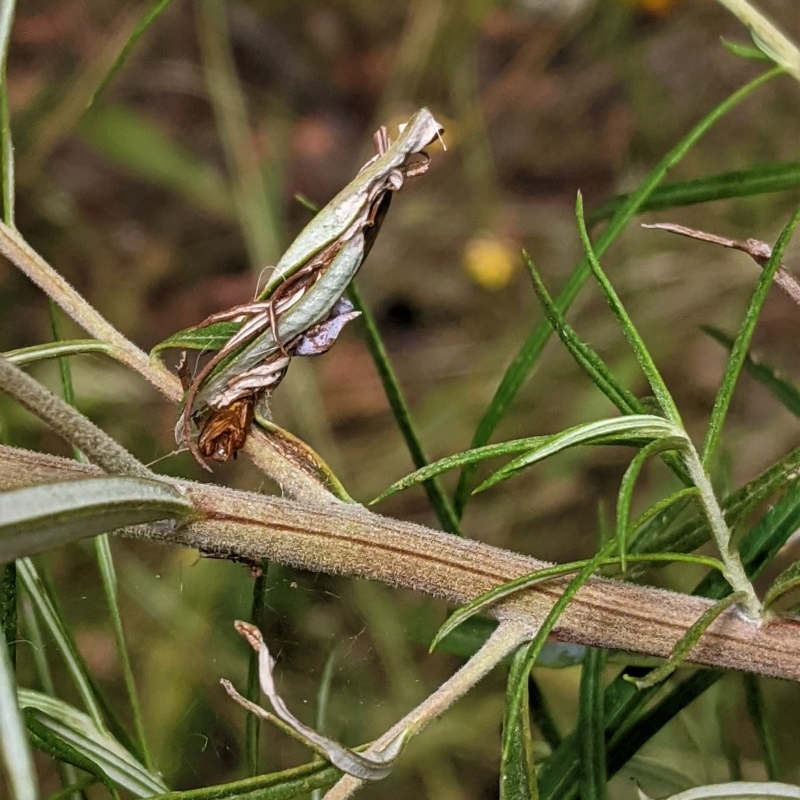 Lepidoptera unclassified ADULT moth