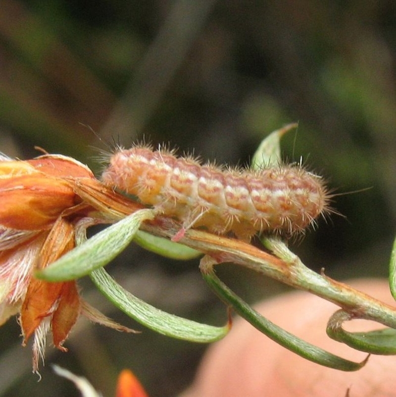 Lepidoptera unclassified IMMATURE moth