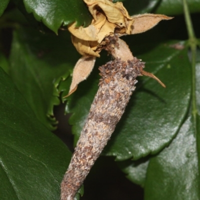 Lepidoscia (genus) IMMATURE