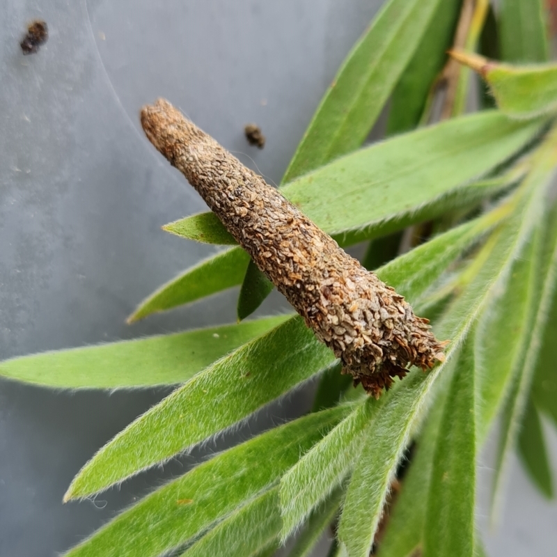 Conoeca or Lepidoscia (genera) IMMATURE