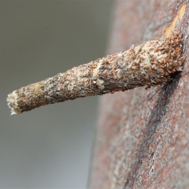 Conoeca or Lepidoscia (genera) IMMATURE