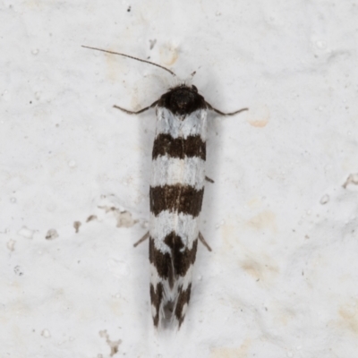 Lepidoscia cataphracta