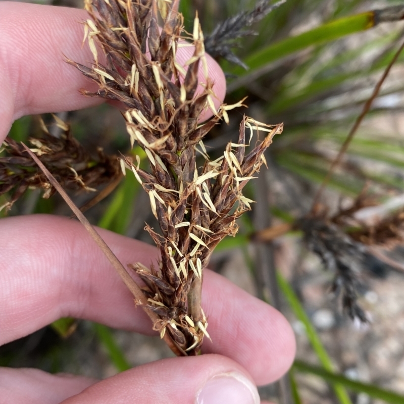 Lepidosperma concavum