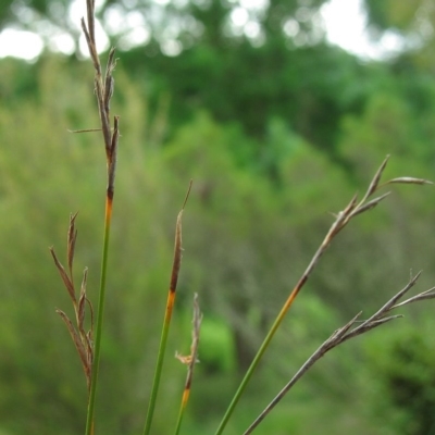 Lepidosperma filiforme