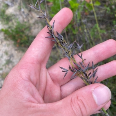 Lepidosperma filiforme