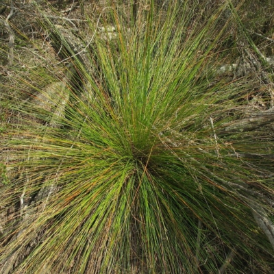 Lepidosperma forsythii