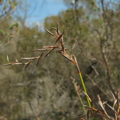 Lepidosperma forsythii